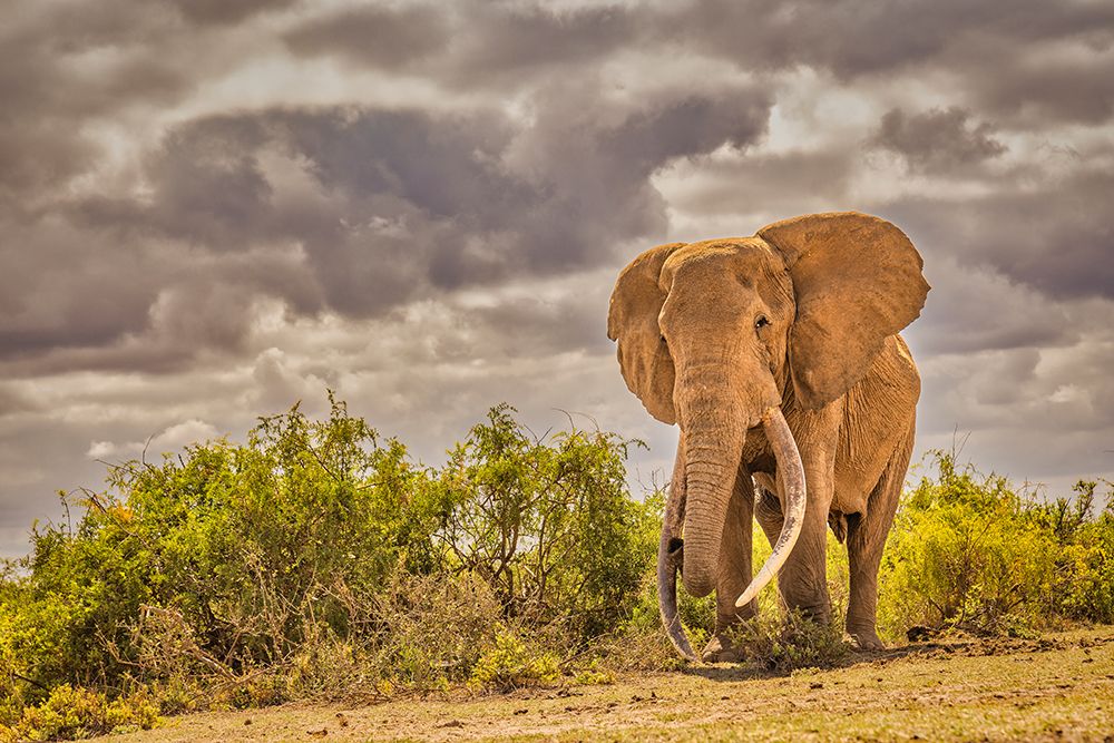 Craig the Elephant-largest Amboseli elephant-Amboseli National Park-Africa